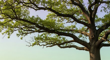 Majestic oak tree with vibrant green leaves reaching towards the sky, perfect for nature lovers and environmental projects needing peaceful landscapes
