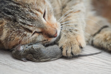 Close-up of a tabby cat holding a captured mouse with its paw and face, symbolizing predator...