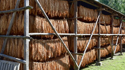 harvesting and drying of common tobacco here in Poland