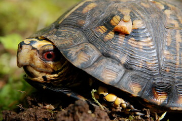 Eastern Box Turtle Close-up