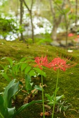 苔むした場所に曼珠沙華