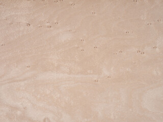 Erable walnut veneer wooden surface, graced with subtle textures and natural impressions