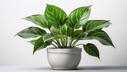 green plant in a pot
