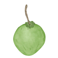 Coconut cartoon watercolor isolated on white
