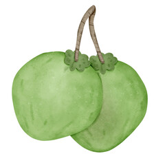 Coconut on white background