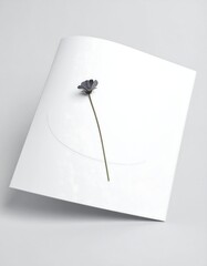 A single flower on white