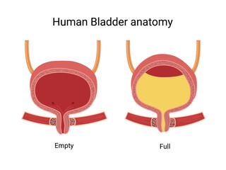 Empty and full Urinary Bladder. Human Bladder muscles contract while the sphincter relaxes. Medical illustration
