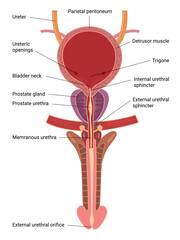 Human Bladder Anatomy. Male urinary Bladder. Vector medical illustration  
