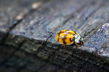 Close-up macro image of a ladybug crawling on a textured wooden surface. The insect’s orange and black patterned shell is in sharp focus, contrasting beautifully with the rough bark background.