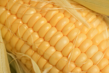 yellow grains covered with mold on a corn cob due to improper storage, spoiled sweet corn cobs with...