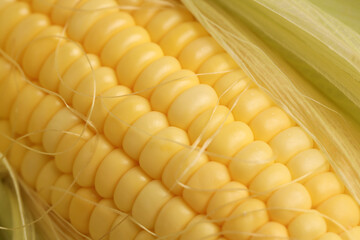 yellow grains covered with mold on a corn cob due to improper storage, spoiled sweet corn cobs with...