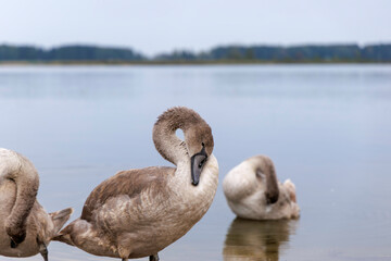  Mute Swan Cygnet Gently Preening Neck