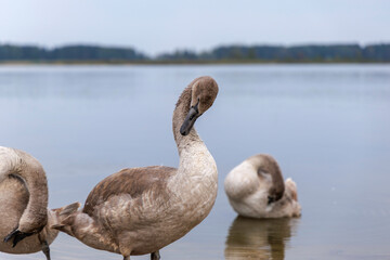 Cygnet Preening with Reflection in Water