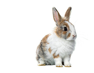 Obraz premium Fluffy Baby Rabbit – Cute Bunny with Soft Fur PNG