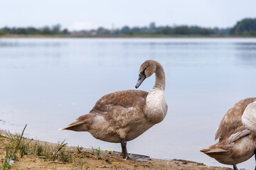  Weathered Wooden Gate Texture