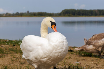 Mute Swan Preening with Cygnets Nearby