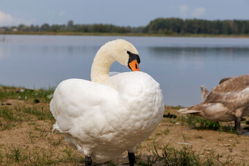 White Swan with Bent Neck Preening