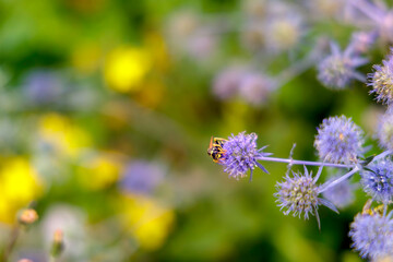 Wasp on a colorful flower with a bokeh background