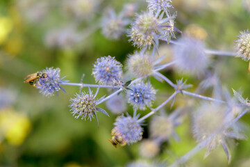 Bee Pollinating Purple Sea Holly Flower