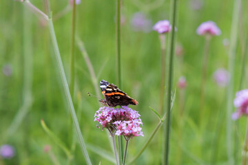 Red Admiral Butterfly on Purple Flower