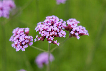 Three Purple Verbena Flower Heads Close-up