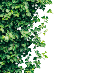 Potted Creeping Fig Wall Plant isolated on transparent background
