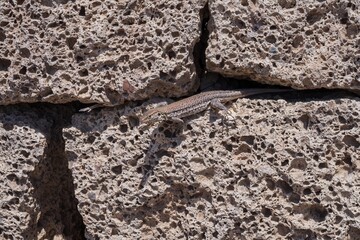 Close-up of a wild lizard resting on volcanic porous rock wall. Concept of wildlife, nature, survival, reptile behavior, adaptation, and ecological biodiversity in dry and rocky environments.