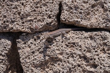 Close-up of a wild lizard resting on volcanic porous rock wall. Concept of wildlife, nature, survival, reptile behavior, adaptation, and ecological biodiversity in dry and rocky environments.