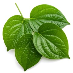 Obraz premium Four vibrant green leaves, veined and heart-shaped, attached to a stem, isolated on white