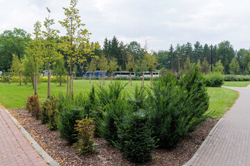 Fototapeta premium Landscaped park with decorative shrubs and paving.
