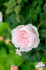 Delicate pale pink English rose close-up.