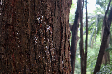 Pine tree, bark close-up. Close-up of pine bark in the forest for a natural background. Nature. Details. Focus on pine tree trunk with blurred background. 