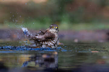 Eurasian Sparrow hawk (Accipiter nisus) hanging around in the forest in the Netherlands.