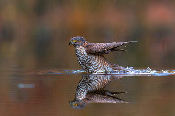 Eurasian Sparrow hawk (Accipiter nisus) hanging around in the forest in the Netherlands.