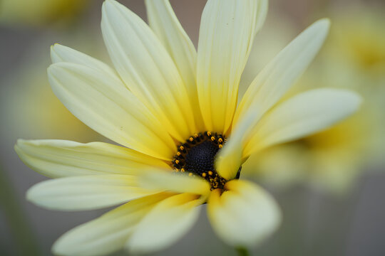 Close up of a delicate pale yellow daisy with a dark center - Powered by Adobe