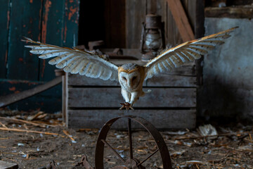 Barn owl (Tyto alba) sitting in an old barn in Gelderland in the Netherlands.      