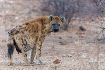 Spotted Hyena (Crocuta crocuta) was stealing and eating from the carcass in Mashatu Game Reserve in the Tuli Block in Botswana