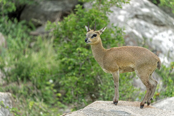 Klipspringer [Oreotragus oreotragus] The name Klipspringer is the Afrikaans for 'rock jumper'. This klipspringer is on a granite rock in Kruger National Park in South Africa