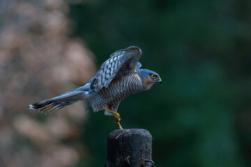 Eurasian Sparrow hawk (Accipiter nisus) hanging around in the forest in the Netherlands.