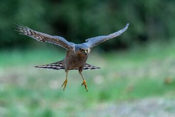 Eurasian Sparrow hawk (Accipiter nisus) hanging around in the forest in the Netherlands.