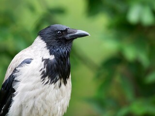 crow in the forest a portrait