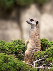 meerkat in a clearing