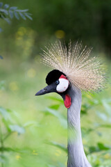 grey crowned crane a portrait