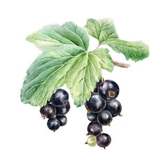  Bunches of ripe black currant, branch and leaves isolated watercolor hand drawn illustration. Plant blackberries botanical clip art. Garden cassis fruits for cosmetic, packaging, card, horticulture