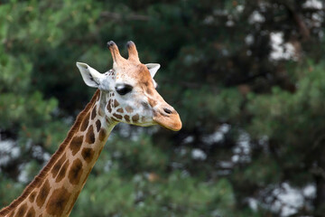 portrait of a giraffe