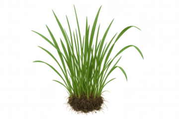 Lush green chives growing clump with visible roots, fresh herb plant on transparent background