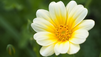 Close up of a delicate white and yellow daisy like flower in soft focus green background