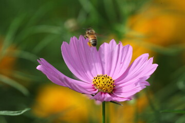 蜜蜂