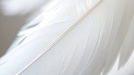 Close-up of a delicate white feather wing, showcasing intricate details in soft, focused light.