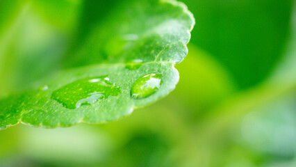 Beautiful rain water drop on green leaf closeup natural background